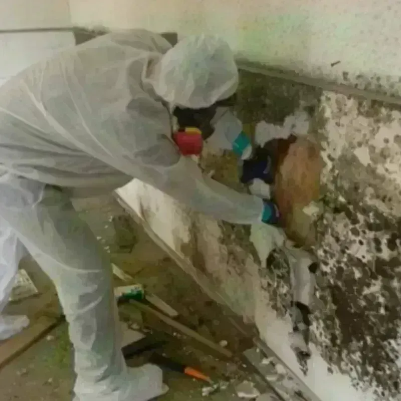 Mold Remediation and Removal in Altus, OK